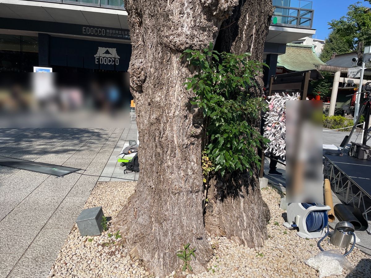 境内の大きな木。ドラマでは、この木の祠に赤い饅頭が置かれていた（まわりの方はぼかしています）