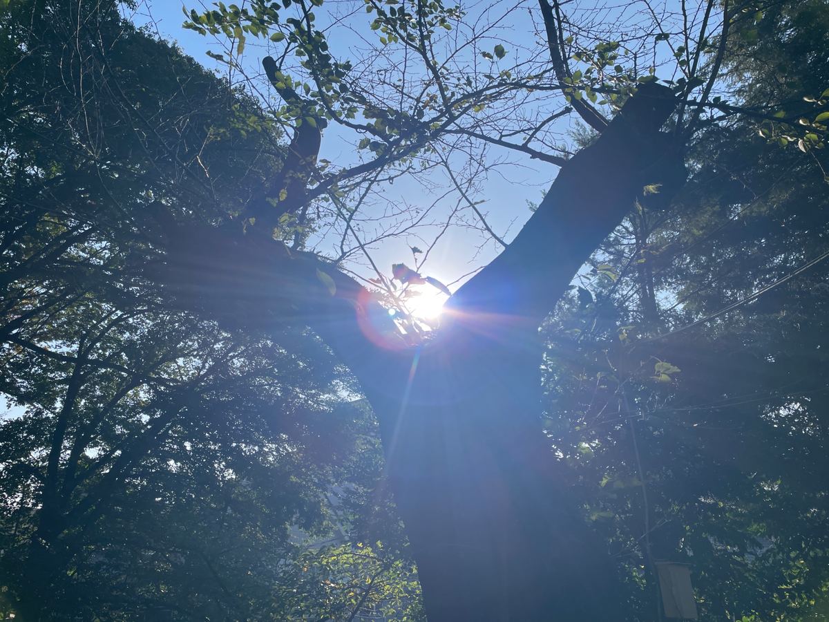 境内の大きな木の向こうから、朝の光がこぼれる
